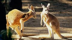 Animals kangaroo