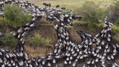 Animals Kenya wildebeest mara