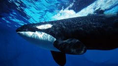 Animals Killer Whale Orca