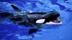 Animals killer whales