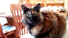 Animals kitten katze animal