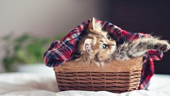 Animals Kittens blanket baskets ben torode