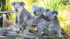 Animals koalas