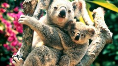 Animals koalas