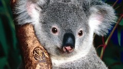 Animals koalas