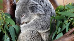 Animals koalas