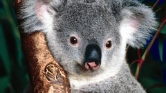 Animals koalas