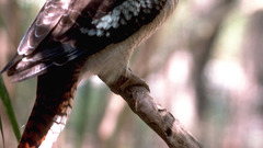 Animals Kookabura animal