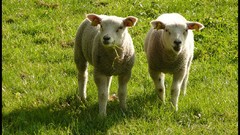 Animals lambs baby animals