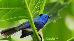 Animals leaves Blue Flycatchers