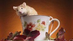 Animals leaves cups Rats