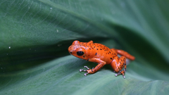 Animals leaves Frogs amphibians