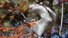 Animals leaves outdoors red
