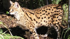 Animals leaves outdoors serval