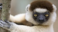 Animals lemur