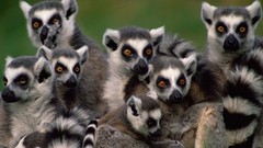 Animals lemur