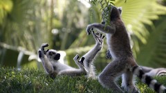 Animals lemur