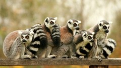 Animals lemurs