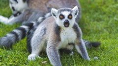 Animals lemurs