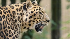 Animals leopard (animal) Mammals nature