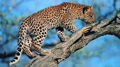 Animals Leopards 1994