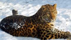 Animals Leopards