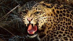 Animals Leopards