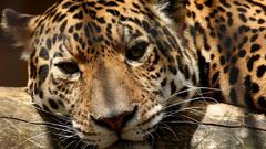 Animals Leopards