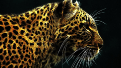 Animals Leopards