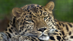 Animals Leopards amur leopard