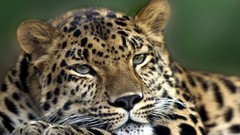 Animals Leopards amur leopard
