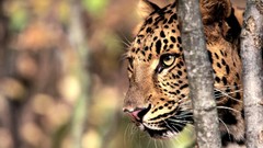Animals Leopards amur leopard