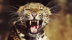 Animals Leopards amur leopard