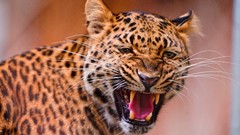 Animals Leopards amur leopard