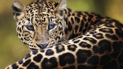 Animals Leopards amur leopard