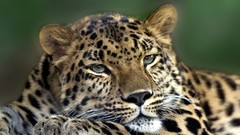 Animals Leopards amur leopard