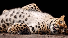 Animals Leopards amur leopard baby animals