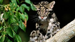 Animals Leopards baby animals clouded leopards