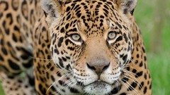 Animals Leopards big cats