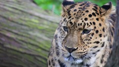 Animals Leopards faces whiskers wild animals feline