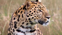 Animals Leopards male wildlife amur leopard