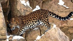 Animals Leopards rocks amur leopard