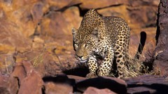 Animals Leopards savage African Wild Life
