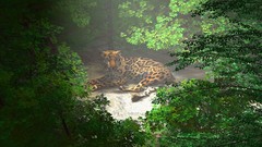 Animals Leopards wild animals digital art cgi Wild Africa