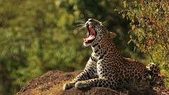 Animals Leopards wild cats