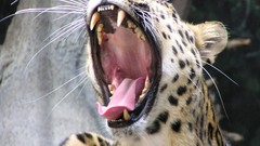 Animals Leopards yawns amur leopard