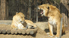 Animals liger animal