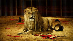 Animals Lions Circus
