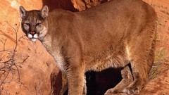 Animals Lions feline mountain lions