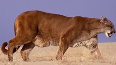 Animals Lions feline mountain lions